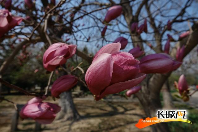 石家庄植物园春意浓