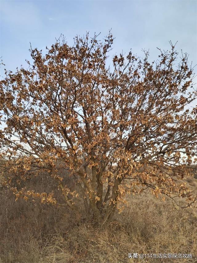 围场广宇苗木谈绿化，一个绿色的环境将给城市带来怎样的提升？