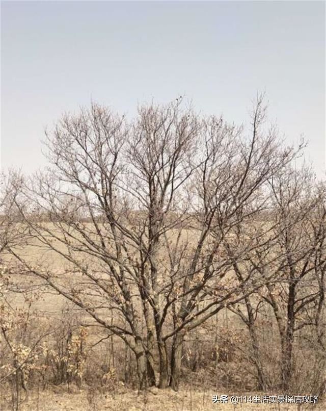 围场广宇苗木谈绿化，一个绿色的环境将给城市带来怎样的提升？