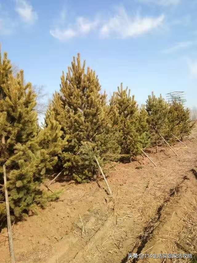 围场广宇苗木谈绿化，一个绿色的环境将给城市带来怎样的提升？