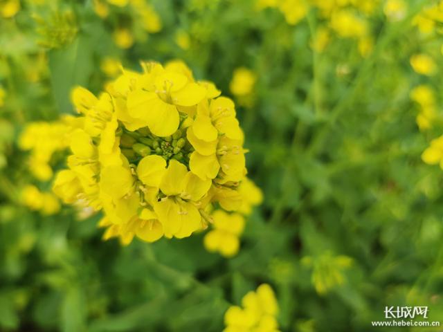 河北宁晋：春暖花自开