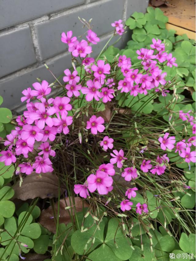 路边挖点野花，埋土里浇点水就开花，比买的还好看！