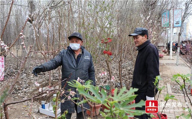 北环路百余种花卉苗木供需两旺