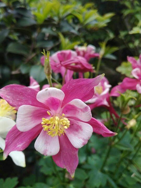 紫花地丁    紫花地丁是在路边、田间地头上经常会出现的一种花，开花的时候是淡淡的紫色小花，每次开花都是一大片，看着特别漂亮！    路边挖点野花，埋土里浇点水就开花，比买的还好看！   如果你在野外发现了紫花地丁，可以用铲子连根系挖起来一坨，拿回家栽种在花盆里，浇1次透水后，放在散射光下缓3-5天，然后就可以放太阳下直接晒一晒了。    路边挖点野花，埋土里浇点水就开花，比买的还好看！   野外的紫花地丁，算是小野花，生长特别顽强，种在花盆里，不需要你经常浇水，也能    路边挖点野花，埋土里浇点水就开