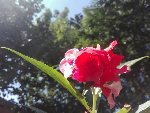 花盆养棵凤仙花，一年四季都可拿来染指甲