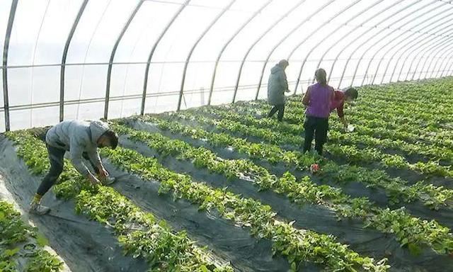 景县广播看，春来了