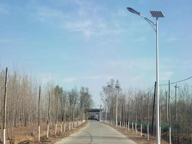 亮化、绿化、美化！河间尊祖庄乡开启“加速键”