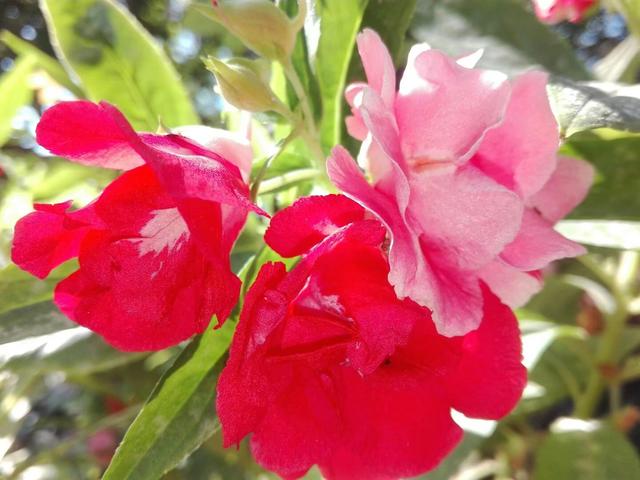 花盆养棵凤仙花，一年四季都可拿来染指甲