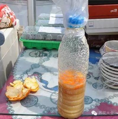 用牛奶浇花，这一步给落了，不出一周土里就长毛