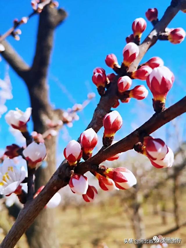 云游河北 | 这片千亩杏林 花海如潮 清香动人 云游河北 | 这片千亩杏林 花海如潮 清香动人