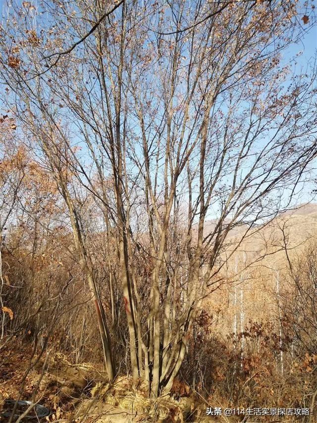 围场广宇苗木谈绿化，一个绿色的环境将给城市带来怎样的提升？