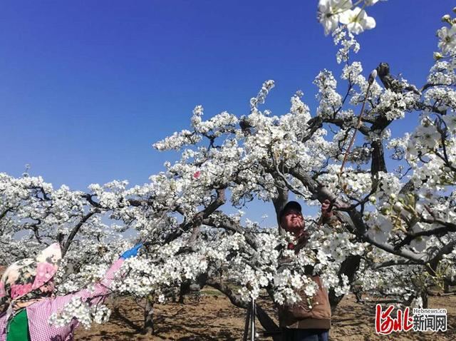 河北肃宁：万亩梨花开 梨农授粉忙