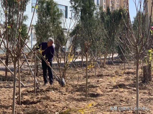 【化墓为园】衡水安平县移风易俗，推动逯庄村公墓生态化改造。