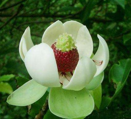 木莲，别名黄心树，生于山谷、树林，花形若莲而得名