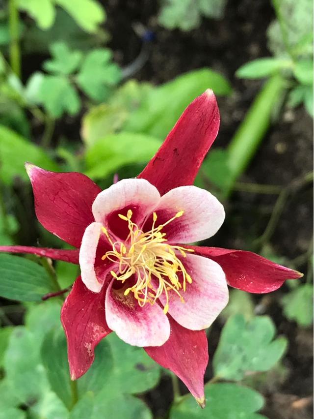 紫花地丁    紫花地丁是在路边、田间地头上经常会出现的一种花，开花的时候是淡淡的紫色小花，每次开花都是一大片，看着特别漂亮！    路边挖点野花，埋土里浇点水就开花，比买的还好看！   如果你在野外发现了紫花地丁，可以用铲子连根系挖起来一坨，拿回家栽种在花盆里，浇1次透水后，放在散射光下缓3-5天，然后就可以放太阳下直接晒一晒了。    路边挖点野花，埋土里浇点水就开花，比买的还好看！   野外的紫花地丁，算是小野花，生长特别顽强，种在花盆里，不需要你经常浇水，也能    路边挖点野花，埋土里浇点水就开