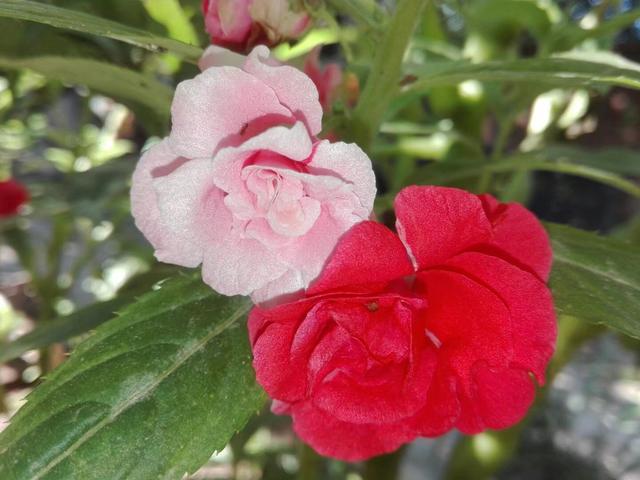 花盆养棵凤仙花，一年四季都可拿来染指甲