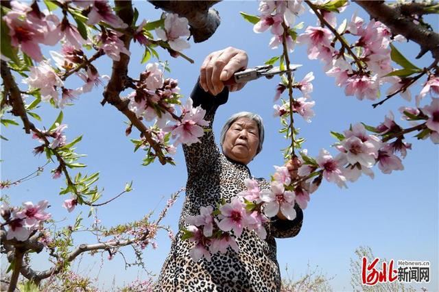 河北邯郸：荒岗坡上种出“致富果”
