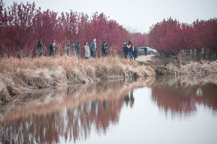 安徽来安：千亩海棠竞芳菲 特色产业富乡村