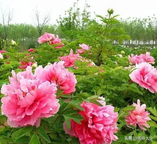 3种花卉，可活上100年，长成花树，开花漂亮，可当传家宝