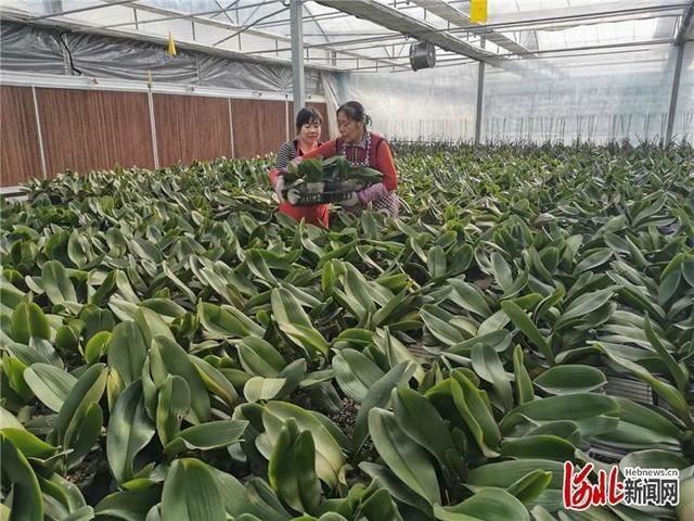 河北张家口市桥东区：特色农业“棚”勃复市