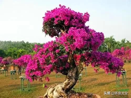 3种花卉，可活上100年，长成花树，开花漂亮，可当传家宝