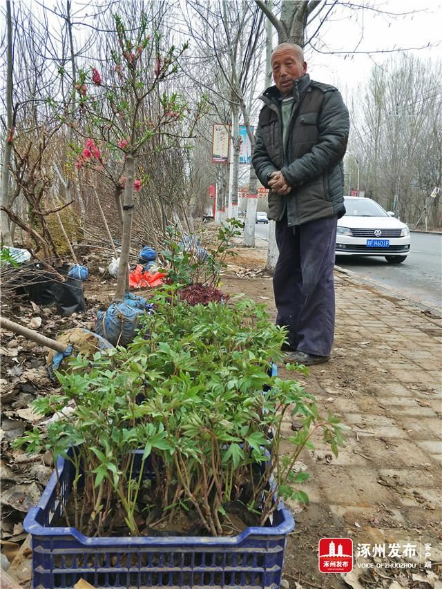北环路百余种花卉苗木供需两旺
