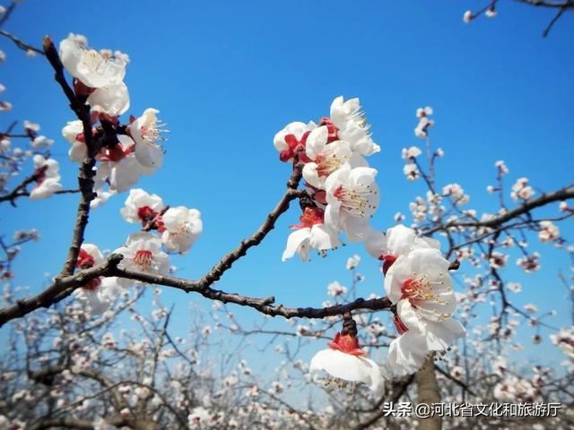 云游河北 | 这片千亩杏林 花海如潮 清香动人 云游河北 | 这片千亩杏林 花海如潮 清香动人