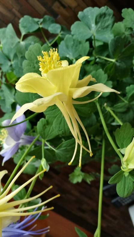 紫花地丁    紫花地丁是在路边、田间地头上经常会出现的一种花，开花的时候是淡淡的紫色小花，每次开花都是一大片，看着特别漂亮！    路边挖点野花，埋土里浇点水就开花，比买的还好看！   如果你在野外发现了紫花地丁，可以用铲子连根系挖起来一坨，拿回家栽种在花盆里，浇1次透水后，放在散射光下缓3-5天，然后就可以放太阳下直接晒一晒了。    路边挖点野花，埋土里浇点水就开花，比买的还好看！   野外的紫花地丁，算是小野花，生长特别顽强，种在花盆里，不需要你经常浇水，也能    路边挖点野花，埋土里浇点水就开