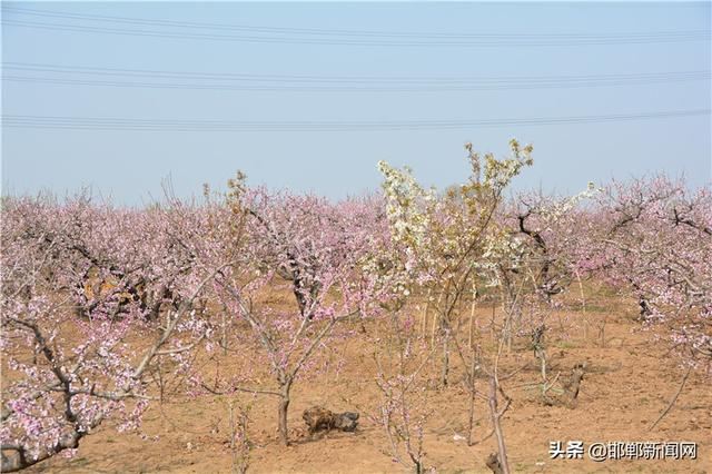 春染千顷绿 花香万亩田——国家森林城市创建暨邯郸市造林绿化第二阶段观摩活动侧记 春染千顷绿 花香万亩田——国家森林城市创建暨邯郸市造林绿化第二阶段观摩活动侧记