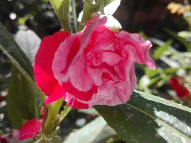 花盆养棵凤仙花，一年四季都可拿来染指甲