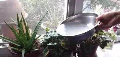 用牛奶浇花，这一步给落了，不出一周土里就长毛