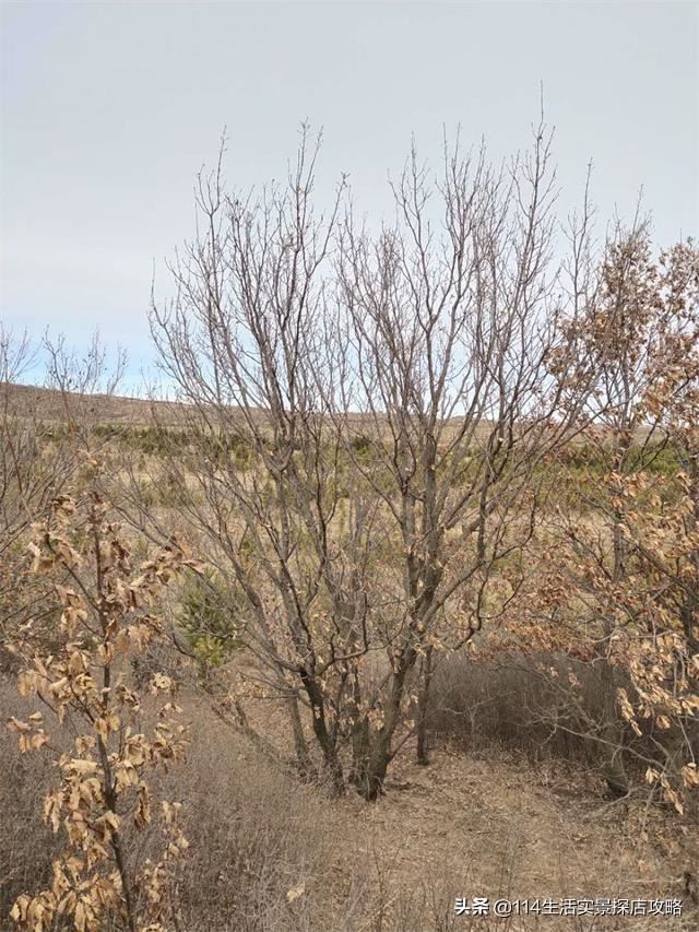 围场广宇苗木谈绿化，一个绿色的环境将给城市带来怎样的提升？