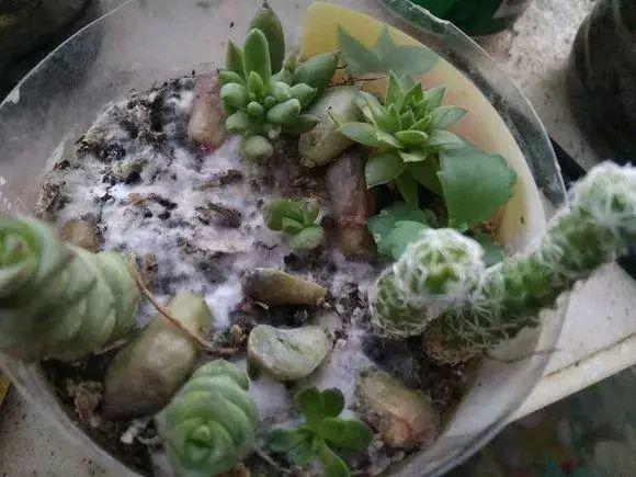 用牛奶浇花，这一步给落了，不出一周土里就长毛