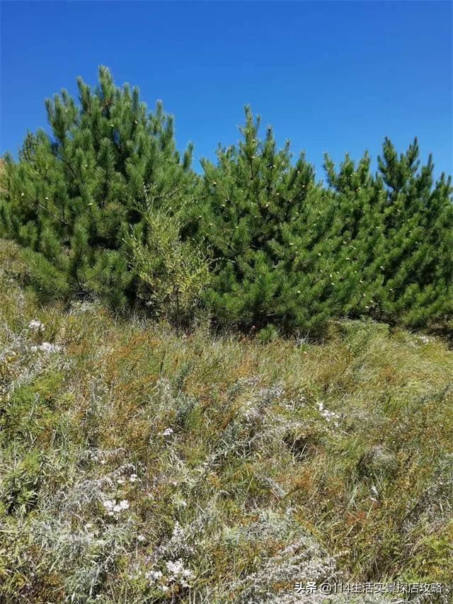 围场广宇苗木谈绿化，一个绿色的环境将给城市带来怎样的提升？