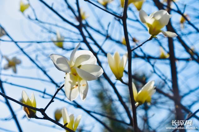 河北宁晋：春暖花自开