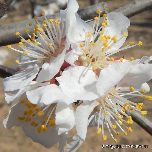 云游河北 | 这片千亩杏林 花海如潮 清香动人 云游河北 | 这片千亩杏林 花海如潮 清香动人