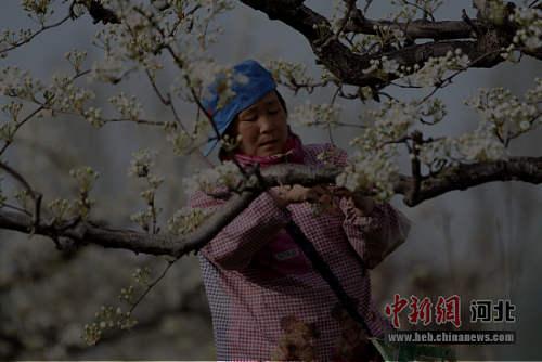 河北晋州：梨花幽香惹人醉 四月芳菲授粉忙