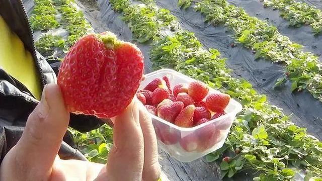 景县广播看，春来了