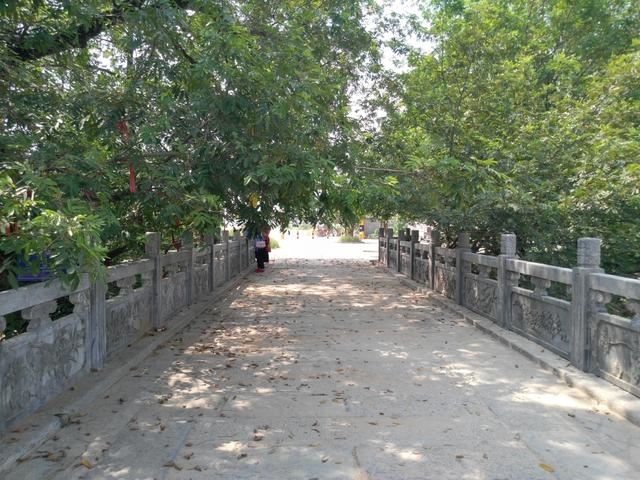 皖北宿州一奇观：树驮桥，桥驮树，相依相伴300年