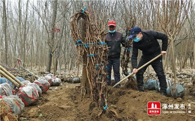 北环路百余种花卉苗木供需两旺