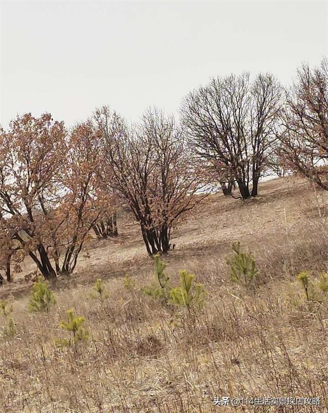 围场广宇苗木谈绿化，一个绿色的环境将给城市带来怎样的提升？