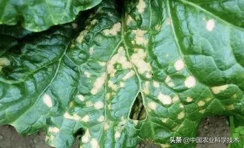 常见作物主要病虫害防治实用技术手册