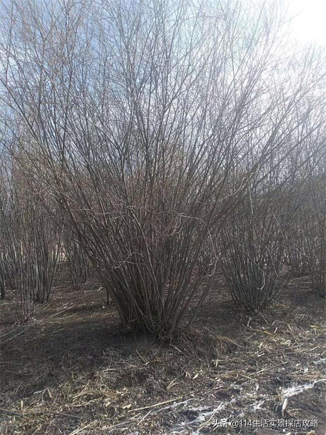 围场广宇苗木谈绿化，一个绿色的环境将给城市带来怎样的提升？