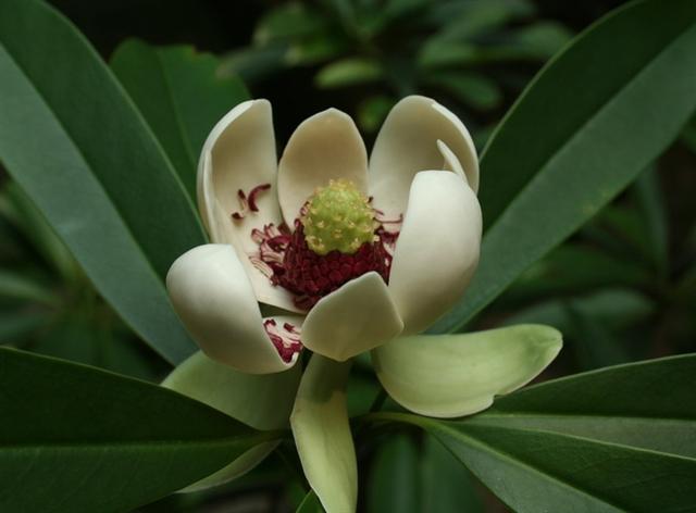 木莲，别名黄心树，生于山谷、树林，花形若莲而得名