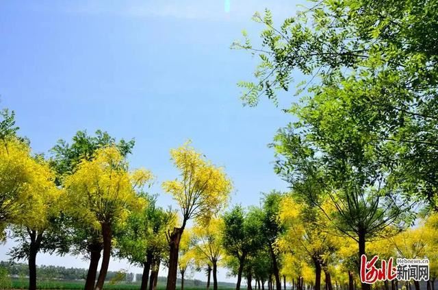 省市共推!河北这48条“春观花”旅游线路藏不住了! 省市共推!河北这48条“春观花”旅游线路藏不住了!