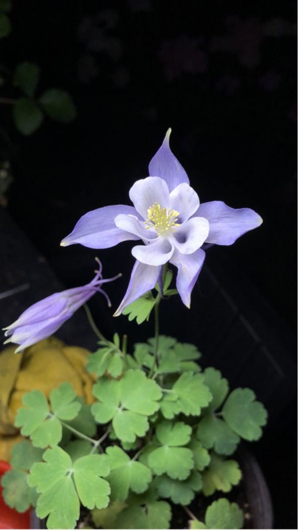 紫花地丁    紫花地丁是在路边、田间地头上经常会出现的一种花，开花的时候是淡淡的紫色小花，每次开花都是一大片，看着特别漂亮！    路边挖点野花，埋土里浇点水就开花，比买的还好看！   如果你在野外发现了紫花地丁，可以用铲子连根系挖起来一坨，拿回家栽种在花盆里，浇1次透水后，放在散射光下缓3-5天，然后就可以放太阳下直接晒一晒了。    路边挖点野花，埋土里浇点水就开花，比买的还好看！   野外的紫花地丁，算是小野花，生长特别顽强，种在花盆里，不需要你经常浇水，也能    路边挖点野花，埋土里浇点水就开