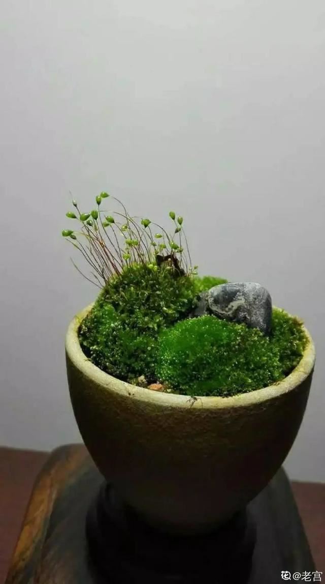 路边挖点野花，埋土里浇点水就开花，比买的还好看！