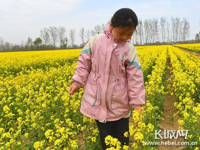 小油菜新思路 景县“绿肥”油菜长势旺