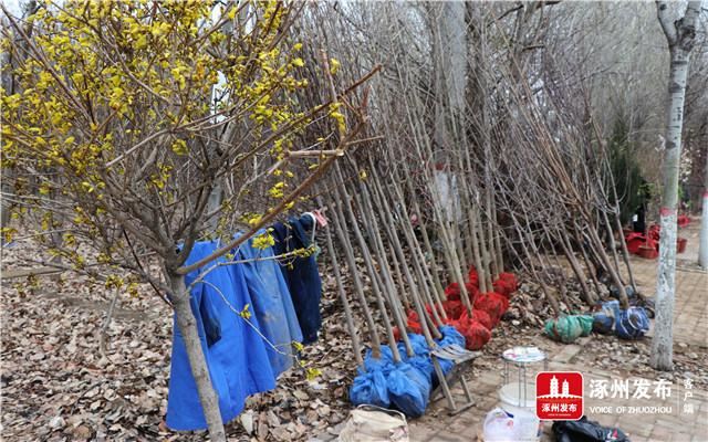 北环路百余种花卉苗木供需两旺