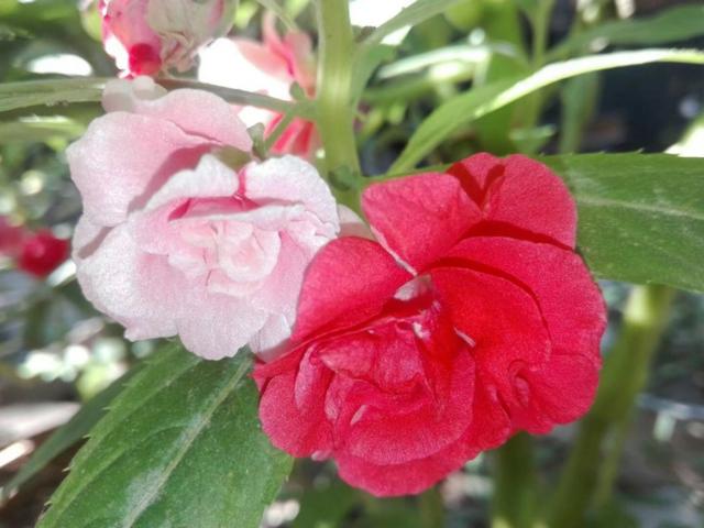 花盆养棵凤仙花，一年四季都可拿来染指甲